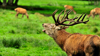 wildpark eekholt